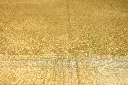 DSC_0503.webp